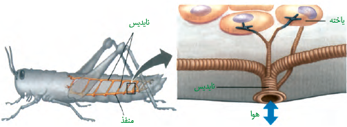 تنفس نایدیسی