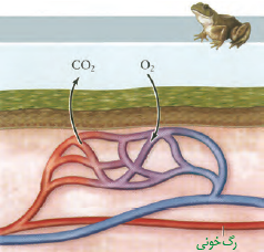 تنفس پوستی