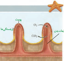 تنفس نایدیسی