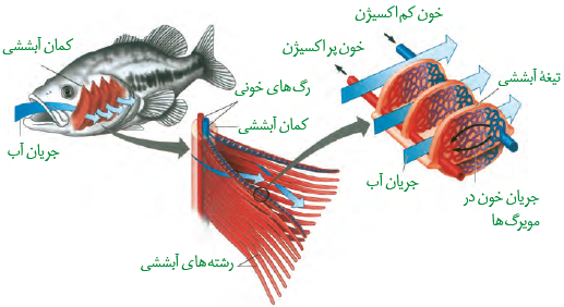 تنفس آبششی در ماهی