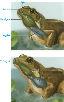  پمپ فشار مثبت در قورباغه