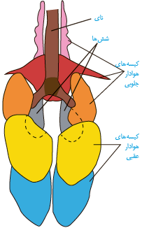  دستگاه تنفسی در پرندگان