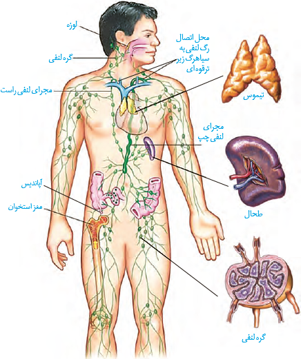  مقایسۀ انواع رگ&zwnj;های خونی و ساختار آنها