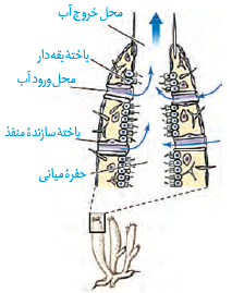 گردش آب دربدن نوعی اسفنج