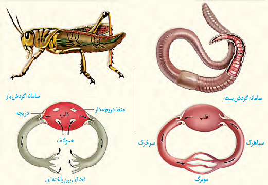 گردش آب دربدن نوعی اسفنج