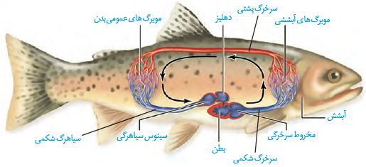 گردش آب دربدن نوعی اسفنج