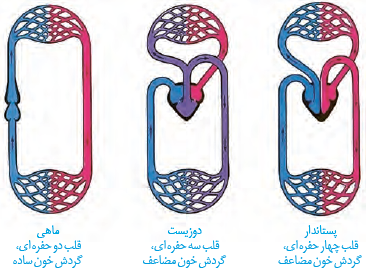 گردش آب دربدن نوعی اسفنج