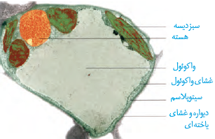 یاختۀ گیاهی