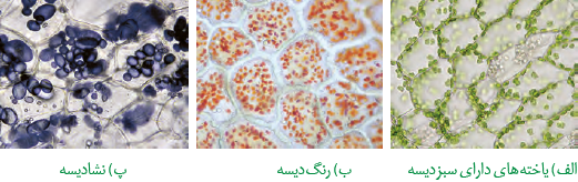 یاخته&zwnj;هایی که گلوتن در کُریچه آنها ذخیره شده است