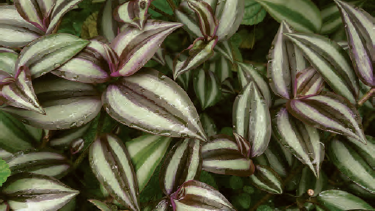 برگ گیاهان