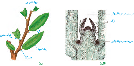 (سَرلاد ساقه در مشاهده با میکروسکوپ نوری (الف)،ترسیمی از ساقه و محل سَرلاد&zwnj;ها در آن (ب