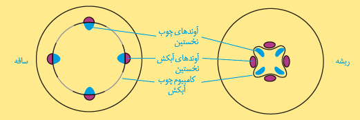 بُن لاد آوند ساز در ساقه و ریشه