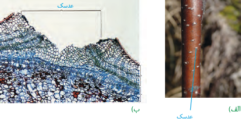 (ب) عدسک به صورت برآمدگی در سطح اندام مشاهده می&zwnj;شود. (الف) عدسک در مشاهده با میکروسکوپ نوری 