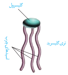 تری گلیسرید