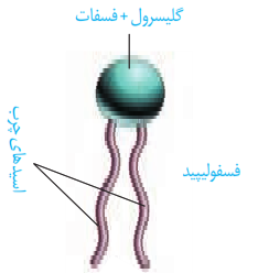 فسفولیپید
