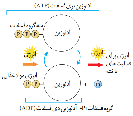 مولکول ATP و تبدیل آن به ADP