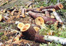 cutting down the trees