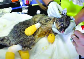 helping the injured animal