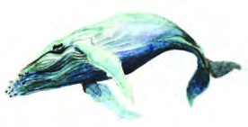 a whale