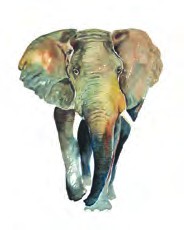 an elephant