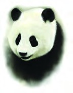a panda