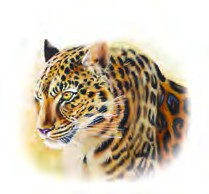 a leopard
