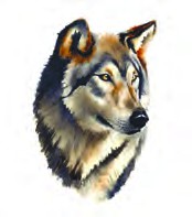 a wolf