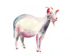 a goat