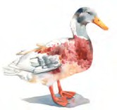 a duck