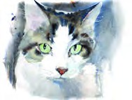 a cat
