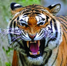 A tiger is a wild animal.