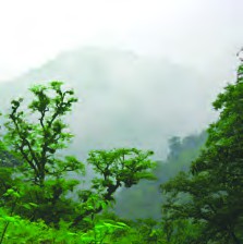 I went to Golestan Forest last year.