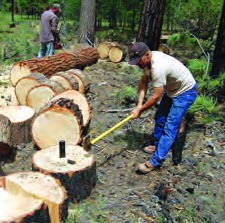 They are destroying the jungle.