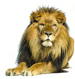 The Persian lion died out about 75 years ago.