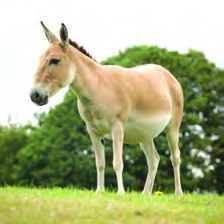 Tooran is the natural home of the Persian zebra.