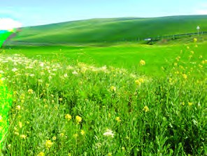 Moghan Plain is a nice place in the north-west of Iran.