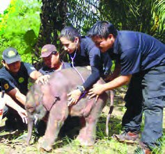 They hope to save the injured animal.