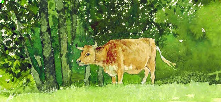 a cow