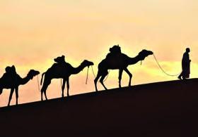 Camels can live without water for a long time