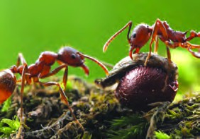 Ants are amazing animals