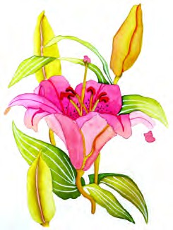 a beautiful flower