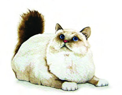 a big cat