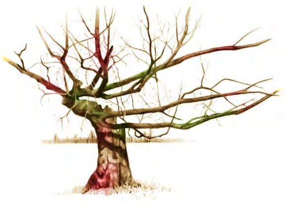 an old tree