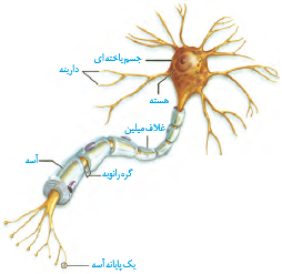 شکل -1 یاخته ی عصبی