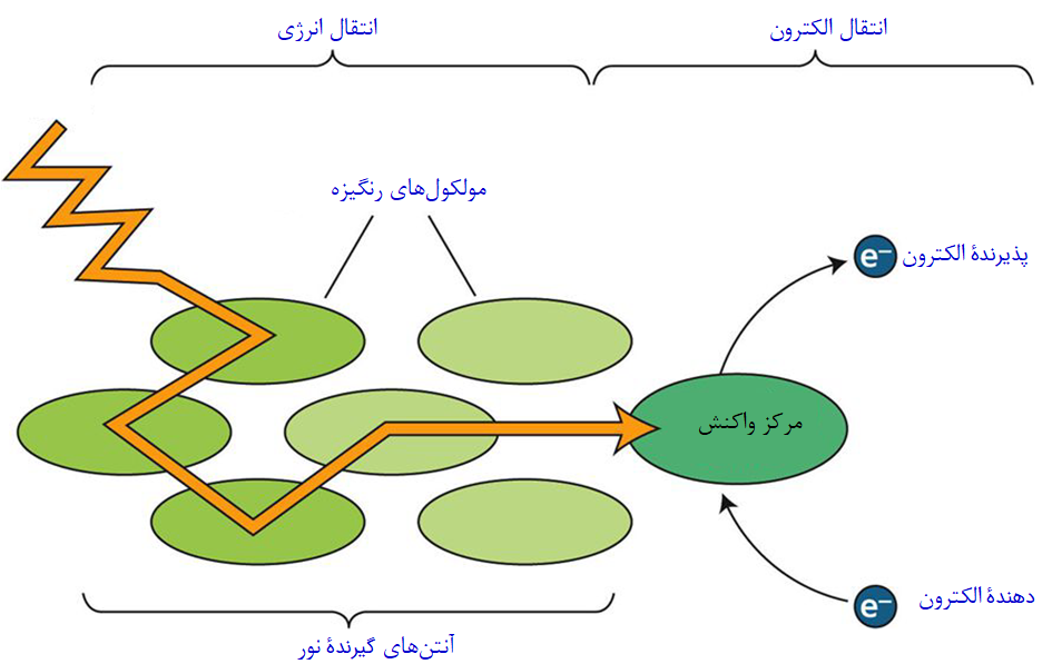 انتقال انرژی به مرکز واکنش و خروج الکترون از آن
