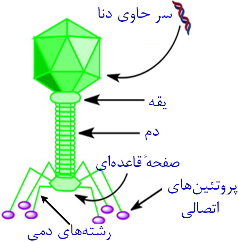 باکتری خوارها