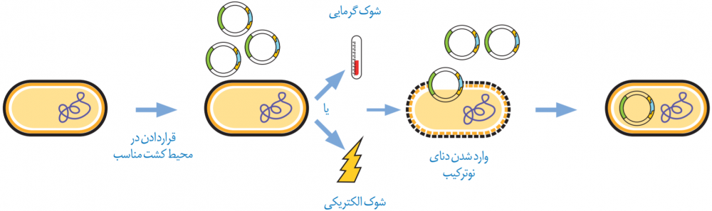 وارد کردن دِنای نوترکیب به یاخته میزبان