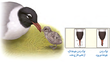 اصلاح رفتار درخواست غذا در جوجه کاکایی