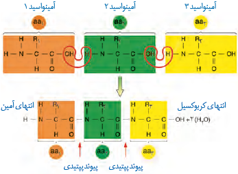 تشکیل پیوند پپتیدی