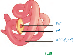 میوگلوبین با ساختار سوم
